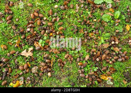 Viele gefallene Eicheln unter einer englischen Eiche während eines Mastjahres, Herbst 2020. Bumper Jahr für Eicheln. Stockfoto