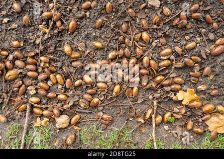 Viele gefallene Eicheln unter einer englischen Eiche während eines Mastjahres, Herbst 2020. Bumper Jahr für Eicheln. Stockfoto