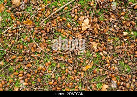 Viele gefallene Eicheln unter einer englischen Eiche während eines Mastjahres, Herbst 2020. Bumper Jahr für Eicheln. Stockfoto