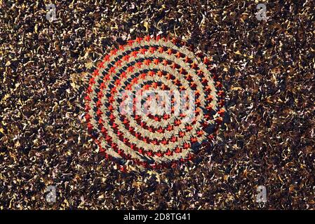 Leuchtend rote Ahorn Herbstfarben Blätter in Spiralform In Richtung toter Blätter auf einem Waldboden Stockfoto
