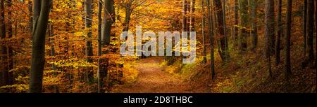 Herbstwald mit Herbstblättern, warme helle Tapete. Fußweg in Szene Herbst Wald Natur Hintergrund. Banner. Hochwertige Fotos Stockfoto