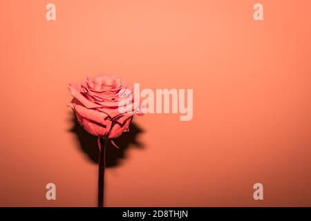 Lyophilisiertes Rosa in Orange auf einem Hintergrund der gleichen Farbe. Stockfoto