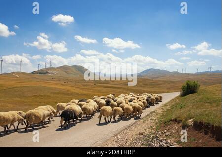 Berglandschaft mit einer Herde Schafe entlang der Straße und Windmühlen im Hintergrund. Balkan, Montenegro, Windpark Krnovo in der Nähe von Niks Stockfoto