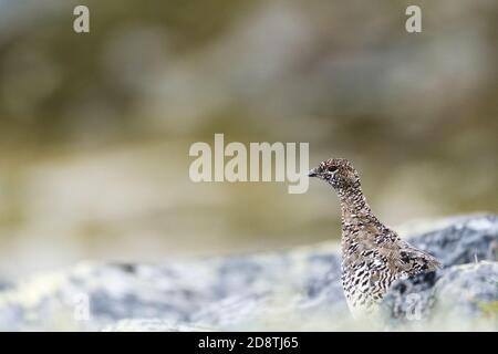 Felsenschneehuhn (Lagopus muta) im Dovrefjell Sunndalsfjella Nationalpark, Norwegen Stockfoto