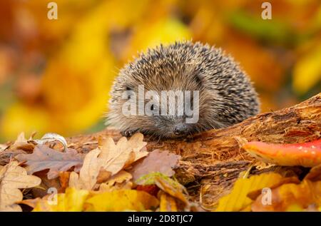 Igel, (Wissenschaftlicher Name: Erinaceus Europaeus) Wilder, einheimischer, europäischer Igel im Herbst auf einem gefallenen Baumstamm mit bunten orangefarbenen Blättern Stockfoto