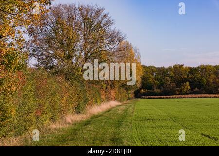 Ein einsamer Wald mit vielen farbigen Blättern auf dem Boden In Herbststimmung in Deutschland Stockfoto