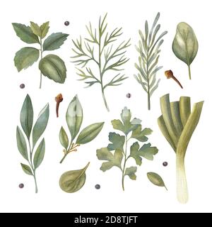 Aquarell Set aus frischen Kräutern: Minze, Rosmarin, Petersilie, Salbei, Lorbeerblatt, schwarzer Pfeffer, Nelke, Petersilie, Lauch, Spinat. Helle, isolierte Illustration. Stockfoto