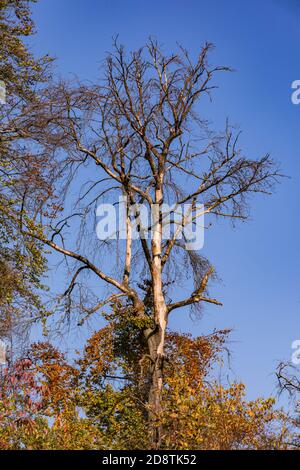 Auffallender Baum gegen einen blauen Himmel in einem Mischwald Im Herbst zeigt Anzeichen von Krankheiten durch Dürre und Klima Ändern Stockfoto