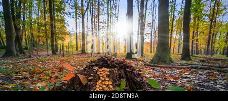 Kleine Pilze auf Baumstamm im Herbstwald. Stockfoto