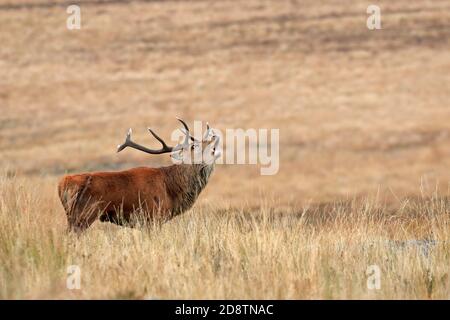 Rotwildhirsch, Cervus elaphuson während der Herbstruhe auf Big Moor, Derbyshire, Peak District National Park, England, Großbritannien. Stockfoto