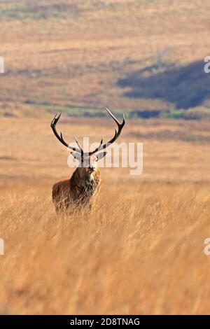 Rothirsch, Cervus elaphuson während der Herbstruhe auf Big Moor, Derbyshire, Peak District National Park, England, Großbritannien. Stockfoto