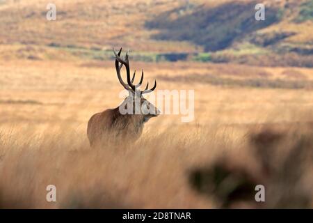 Rothirsch, Cervus elaphuson während der Herbstruhe auf Big Moor, Derbyshire, Peak District National Park, England, Großbritannien. Stockfoto