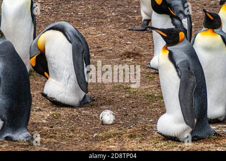 Volunteer Beach, Falkland Islands, UK - 15. Dezember 2008: King Penguin Ei frei auf braunem Schmutz unter Gruppe von Brutvögeln ausgesetzt. Stockfoto
