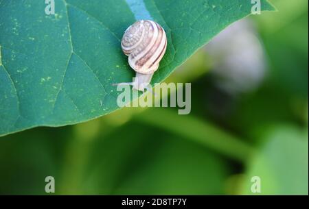 Schöne Schnecke am Rand eines großen Blattes Stockfoto