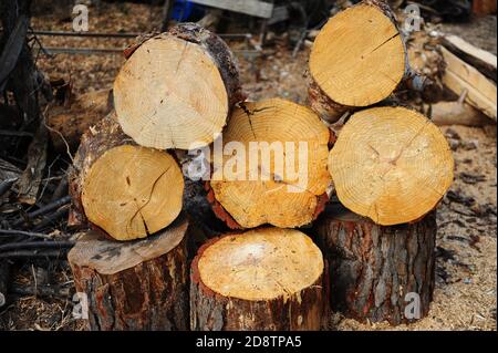 Stapel von abgeschnittenen und schön gelegten Baumstämme auf der Protokollierungswebsite Stockfoto