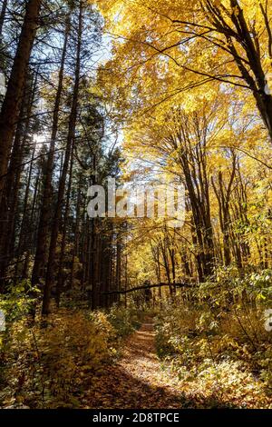 Der Oktober verändert das Aussehen der Wälder und verwandelt sie in eine magische und fabelhafte Aussicht Stockfoto