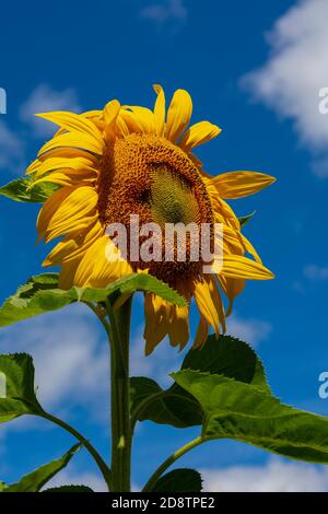 Sonnenblume mit goldenem Kopf und grünen Blättern auf einem blauen Himmel Hintergrund mit weißen Wolken Stockfoto