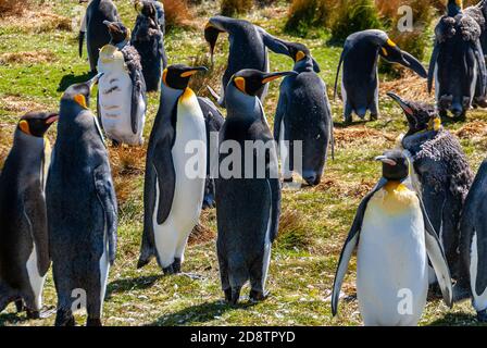 Volunteer Beach, Falkland Islands, UK - 15. Dezember 2008: Nahaufnahme einer Gruppe junger und erwachsener Königspinguine, die auf Grasland stehen. Stockfoto