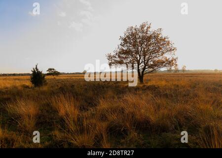 Einzelbaum im Feld im Herbst. Rote und orange Blätter, blauer Himmel. Horizontale Komposition, Vollformat. Stockfoto