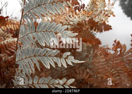 Nahaufnahme von Pflanzenblättern mit Frost im Winter. Makro, Vollformat, horizontale Komposition, selektiver Fokus. Stockfoto