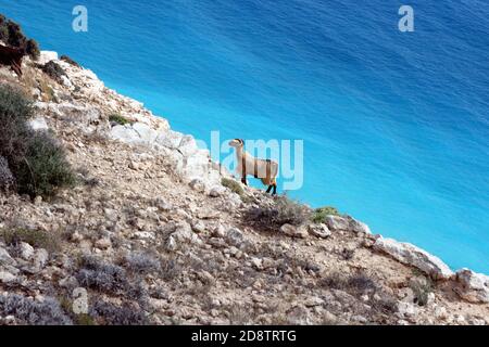 Ziegen auf einer Klippe mit Meer als Hintergrund Stockfoto