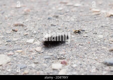 Schwarze flauschige Raupe auf Asphalt Nahaufnahme Stockfoto