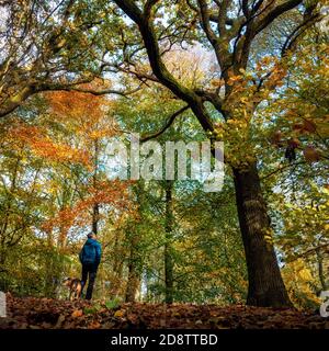 Ilkley, Großbritannien. 1. November 2020: Person, die die Herbstfarben in den Bäumen und Blättern bewundert, während sie mit einem Hund spazieren geht. Middleton Woods ist berühmt für seine Bluebells, aber auch das Herbstlaub ist spektakulär, Großbritannien Rebecca Cole/Alamy News (c) Stockfoto