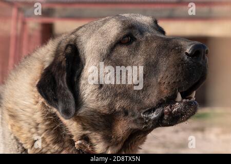 Seitenansicht des schönen anatolischen Schäferhundes (sivas kangal kopek/kopegi) in einer Hundefarm in Kangal Stadt, Sivas Türkei. Stockfoto