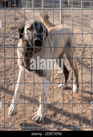 Schöne anatolische Schäferhund (sivas kangal kopek/kopegi) ist hinter Käfig in einer Hundefarm im Kangal Stadt, Sivas Türkei. Stockfoto