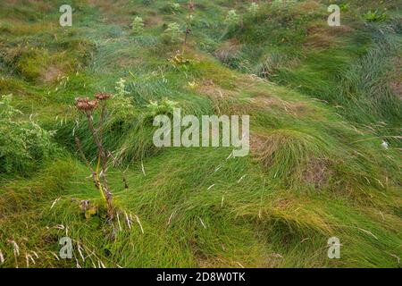 Eine Nahaufnahme eines grünen Grases in Irland Stockfoto