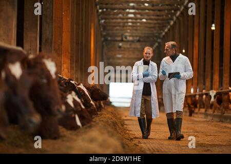 In voller Länge Porträt von zwei Tierärzten in Kuhstall zu Fuß in Richtung Kamera während der Inspektion Vieh auf Bauernhof, kopieren Raum Stockfoto