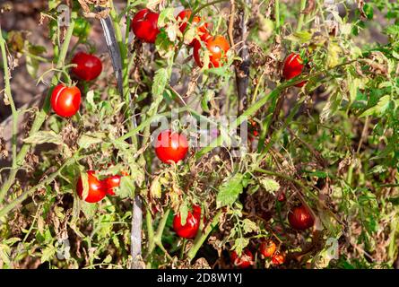 Herbstgarten mit wachsenden Tomaten Stockfoto