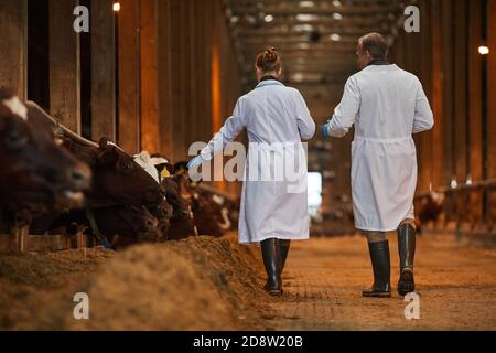Rückansicht Portrait von zwei Tierärzten im Kuhstall, die von der Kamera weggehen, während sie Tiere auf dem Bauernhof inspizieren, Platz kopieren Stockfoto