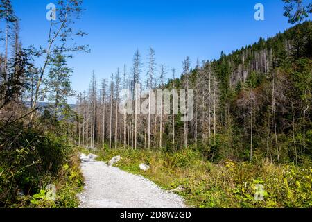 Bergpfad im Nadelwald im Tatra Nationalpark, der zum Giewont Mount führt, trockene Baumstämme, die durch Fichtenrindenkäfer-Angriffe beschädigt wurden. Stockfoto