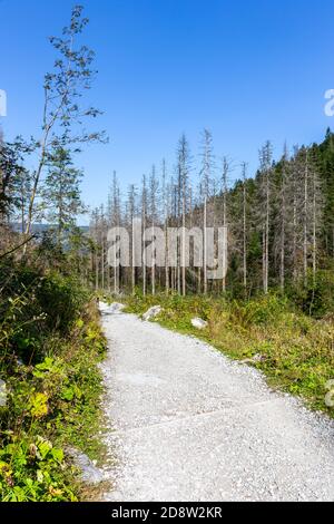 Bergpfad im Nadelwald im Tatra Nationalpark, der zum Giewont Mount führt, trockene Baumstämme, die durch Fichtenrindenkäfer-Angriffe beschädigt wurden. Stockfoto