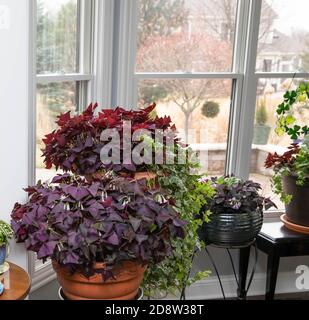 Lila fotophile Schamlippen, oxalis triangularis in Terrakotta-Töpfen blüht mit Lavendelblüten, sowohl lange lebte Innen-und Outdoor-Pflanzen. Stockfoto