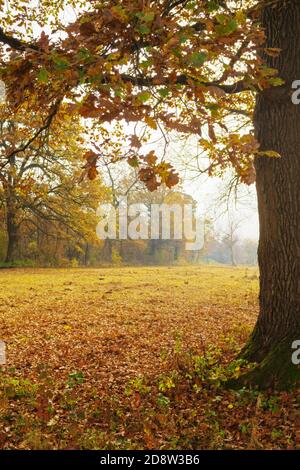 Blick auf schöne und malerische Landschaft unter der Eiche Baum in lebendigen Farben des Herbstes Stockfoto