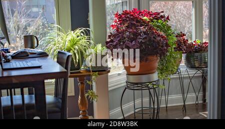 Lila fotophile Schamlippen, oxalis triangularis in Terrakotta-Töpfen blüht mit Lavendelblüten, sowohl lange lebte Innen-und Outdoor-Pflanzen. Stockfoto