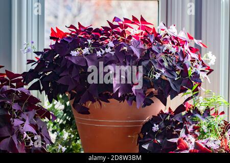 Lila fotophile Schamlippen, oxalis triangularis in Terrakotta-Töpfen blüht mit Lavendelblüten, sowohl lange lebte Innen-und Outdoor-Pflanzen. Stockfoto