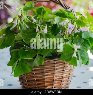 Lila fotophile Schamlippen, oxalis triangularis in Terrakotta-Töpfen blüht mit Lavendelblüten, sowohl lange lebte Innen-und Outdoor-Pflanzen. Stockfoto