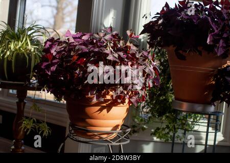 Lila fotophile Schamlippen, oxalis triangularis in Terrakotta-Töpfen blüht mit Lavendelblüten, sowohl lange lebte Innen-und Outdoor-Pflanzen. Stockfoto