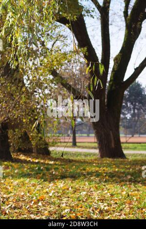 Nahaufnahme des Trauerweidenzweiges im Park im Herbst. Wetter-, Saison- und Urbanismuskonzepte Stockfoto