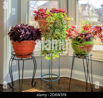 Lila fotophile Schamlippen, oxalis triangularis in Terrakotta-Töpfen blüht mit Lavendelblüten, sowohl lange lebte Innen-und Outdoor-Pflanzen. Stockfoto