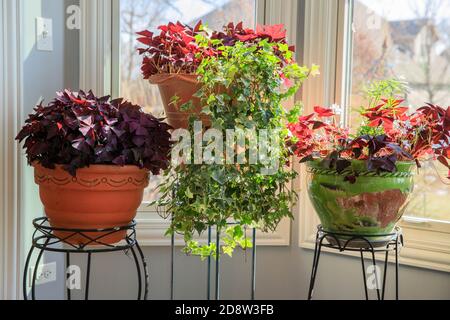 Lila fotophile Schamlippen, oxalis triangularis in Terrakotta-Töpfen blüht mit Lavendelblüten, sowohl lange lebte Innen-und Outdoor-Pflanzen. Stockfoto