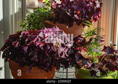 Lila fotophile Schamlippen, oxalis triangularis in Terrakotta-Töpfen blüht mit Lavendelblüten, sowohl lange lebte Innen-und Outdoor-Pflanzen. Stockfoto