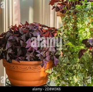 Lila fotophile Schamlippen, oxalis triangularis in Terrakotta-Töpfen blüht mit Lavendelblüten, sowohl lange lebte Innen-und Outdoor-Pflanzen. Stockfoto