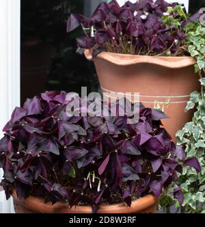 Lila fotophile Schamlippen, oxalis triangularis in Terrakotta-Töpfen blüht mit Lavendelblüten, sowohl lange lebte Innen-und Outdoor-Pflanzen. Stockfoto