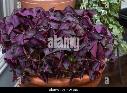 Lila fotophile Schamlippen, oxalis triangularis in Terrakotta-Töpfen blüht mit Lavendelblüten, sowohl lange lebte Innen-und Outdoor-Pflanzen. Stockfoto