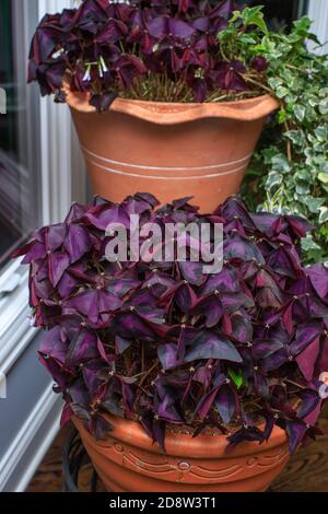 Lila fotophile Schamlippen, oxalis triangularis in Terrakotta-Töpfen blüht mit Lavendelblüten, sowohl lange lebte Innen-und Outdoor-Pflanzen. Stockfoto