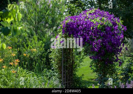 Royal lila Blumen aus der Jackmanii clematis in voller Blüte in diesem monet wie Garten im Mittleren Westen schaffen eine impressionistische Art Gartenlandschaft. Stockfoto